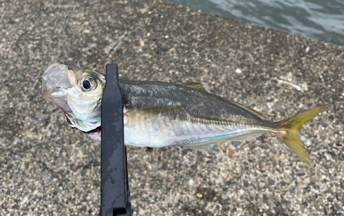 マアジの釣果