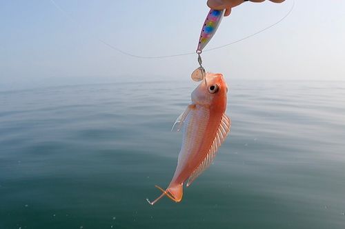イトヨリダイの釣果