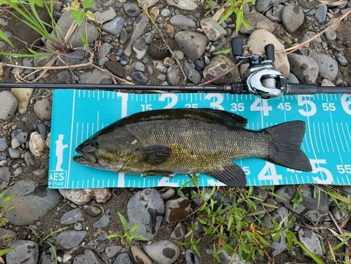 スモールマウスバスの釣果
