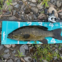 スモールマウスバス