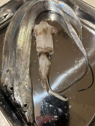 タチウオの釣果