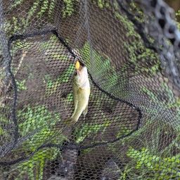 スモールマウスバス