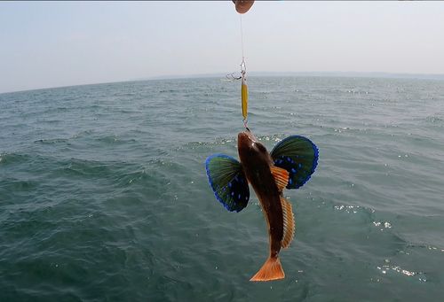 ホウボウの釣果