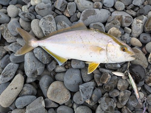 ショゴの釣果