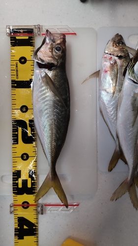 マアジの釣果