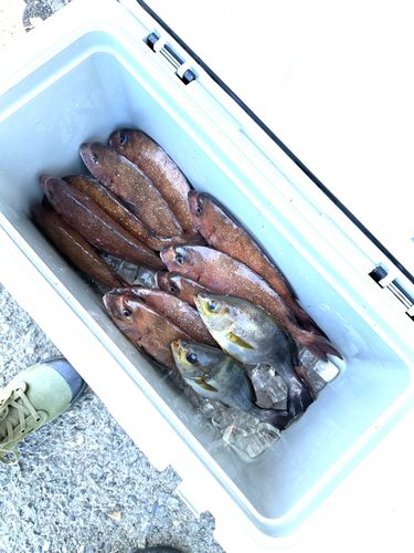 マダイの釣果