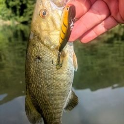 スモールマウスバス