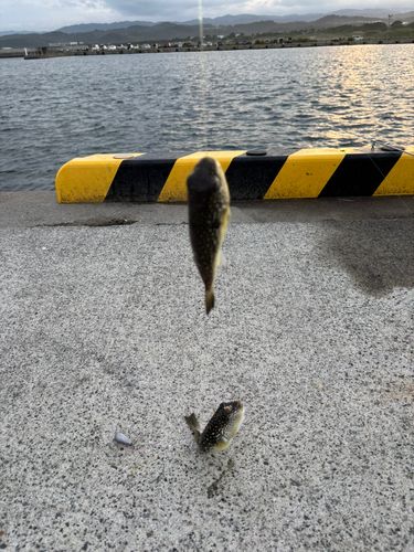 クサフグの釣果