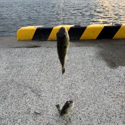 クサフグ