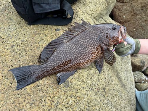 オオモンハタの釣果
