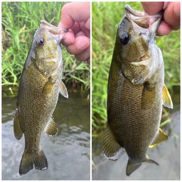 スモールマウスバス