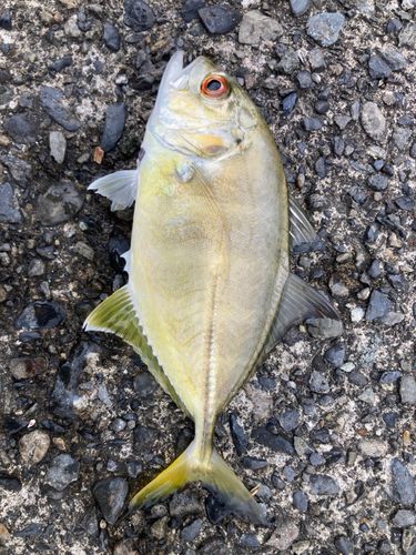 メッキの釣果