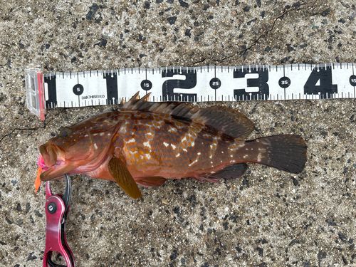 アコウの釣果