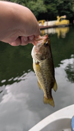 ブラックバスの釣果
