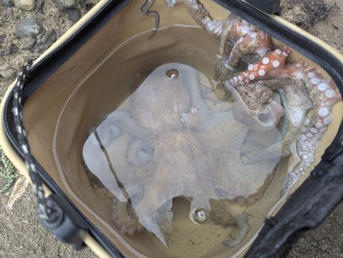 タコの釣果