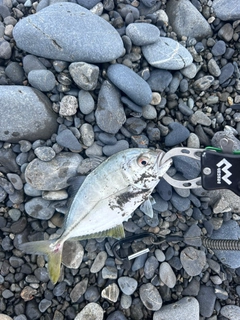 メッキの釣果