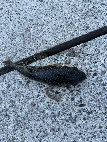 クサフグの釣果