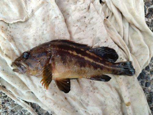 シマゾイの釣果