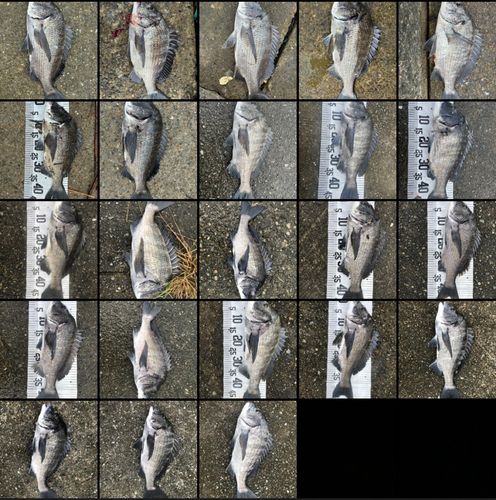 チヌの釣果