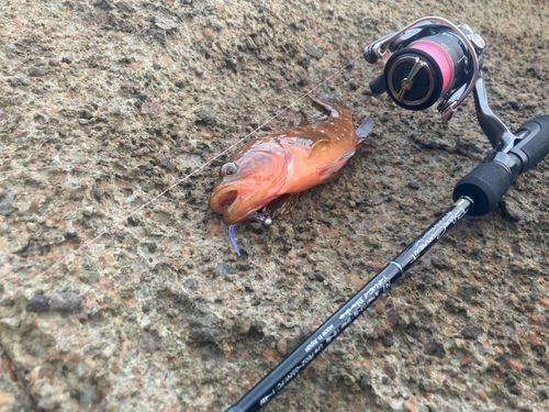 キジハタの釣果