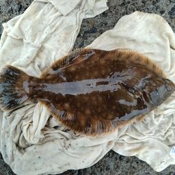 クロガシラガレイ