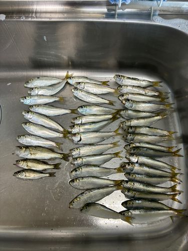 サッパの釣果