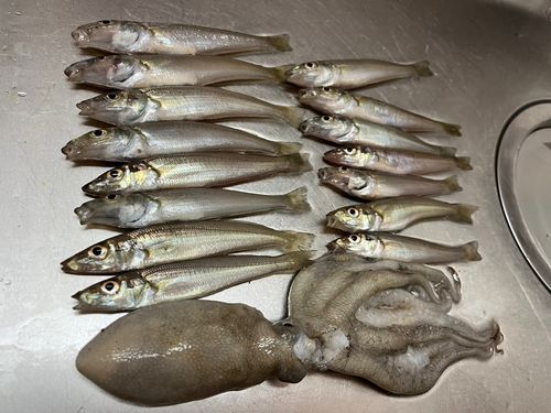 シロギスの釣果