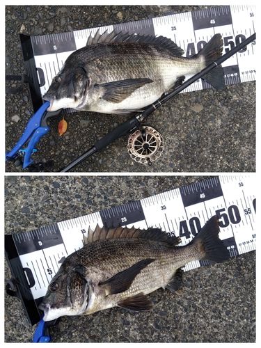 チヌの釣果