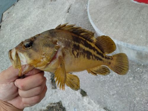 シマゾイの釣果