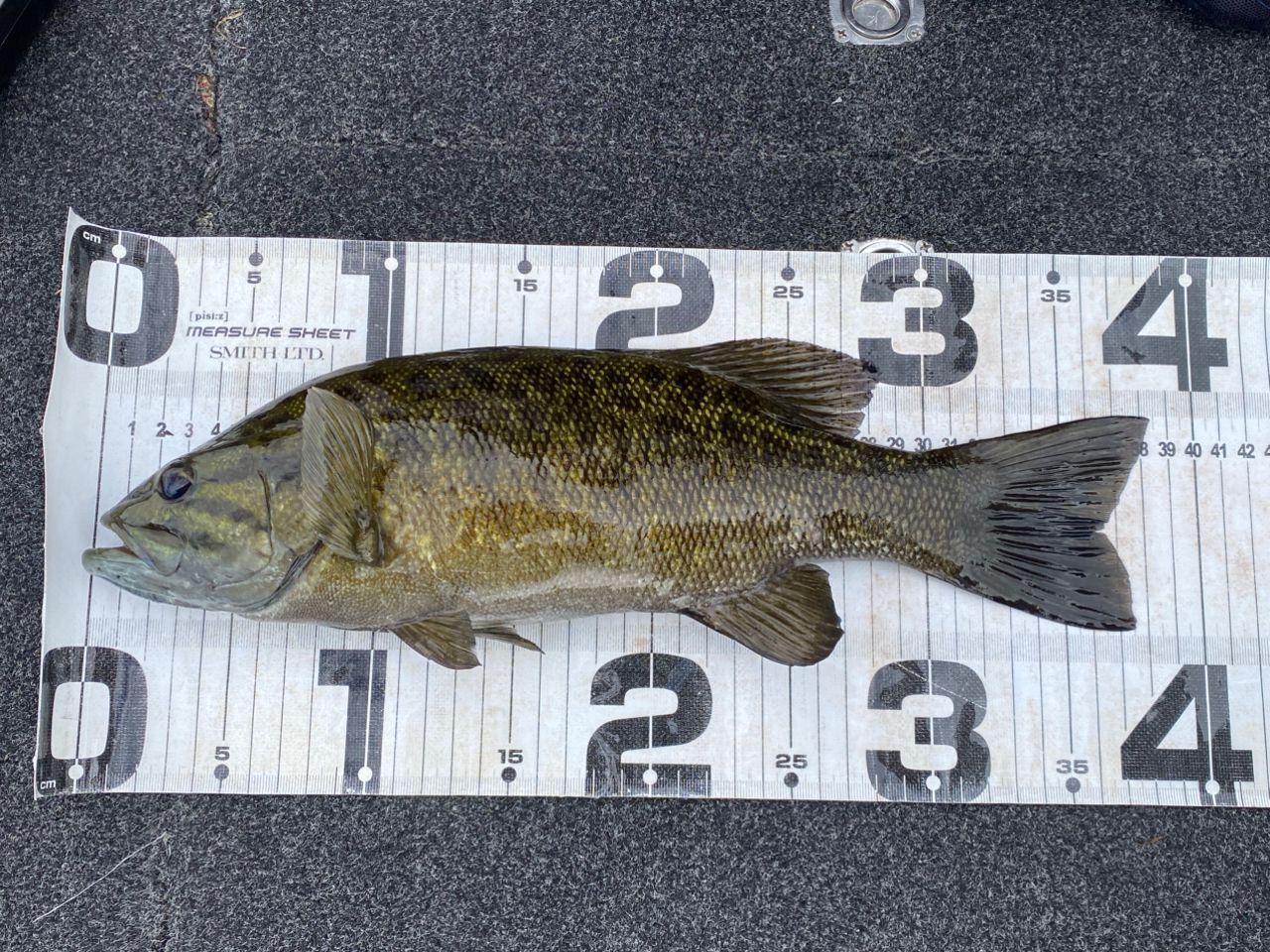 スモールマウスバス