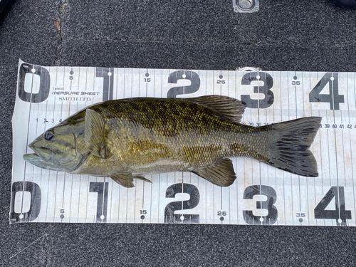 スモールマウスバスの釣果