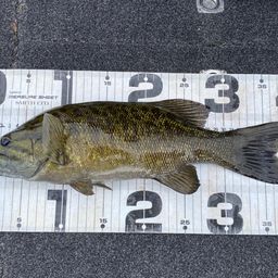 スモールマウスバス