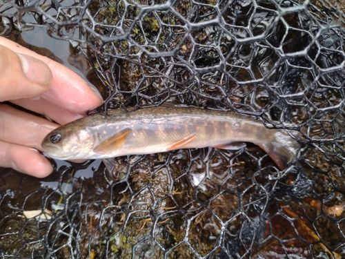 オショロコマの釣果