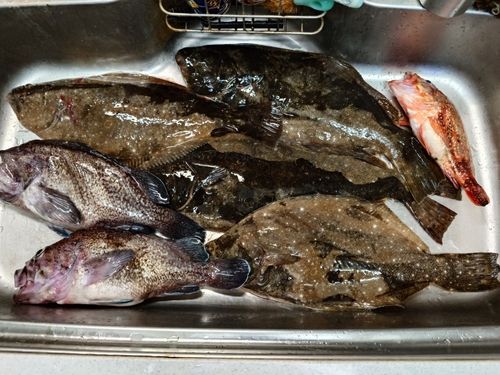 ヒラメの釣果