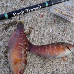 ホシササノハベラ