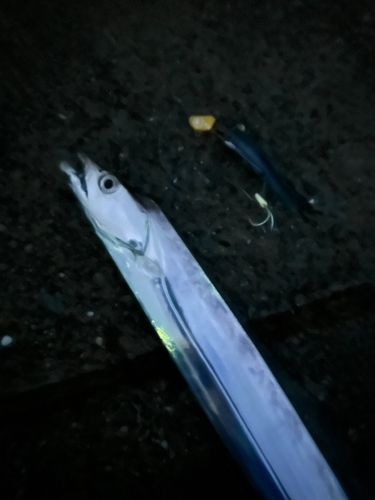 タチウオの釣果