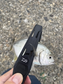 メッキの釣果