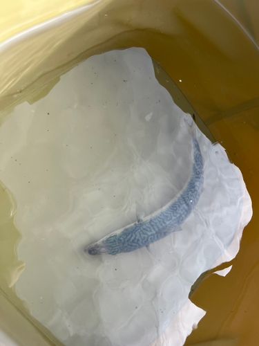 サバの釣果