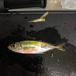 アジ