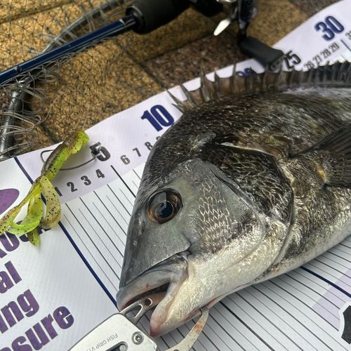 クロダイの釣果