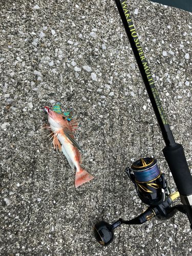 ホウボウの釣果