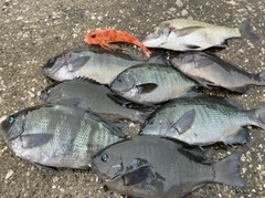 メジナの釣果