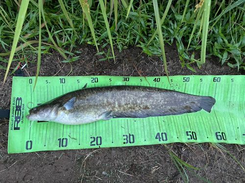 ナマズの釣果