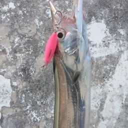 タチウオ