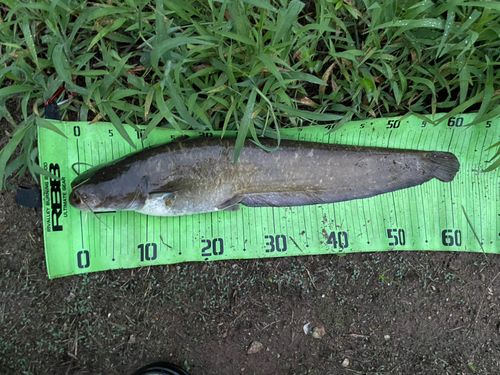 ナマズの釣果