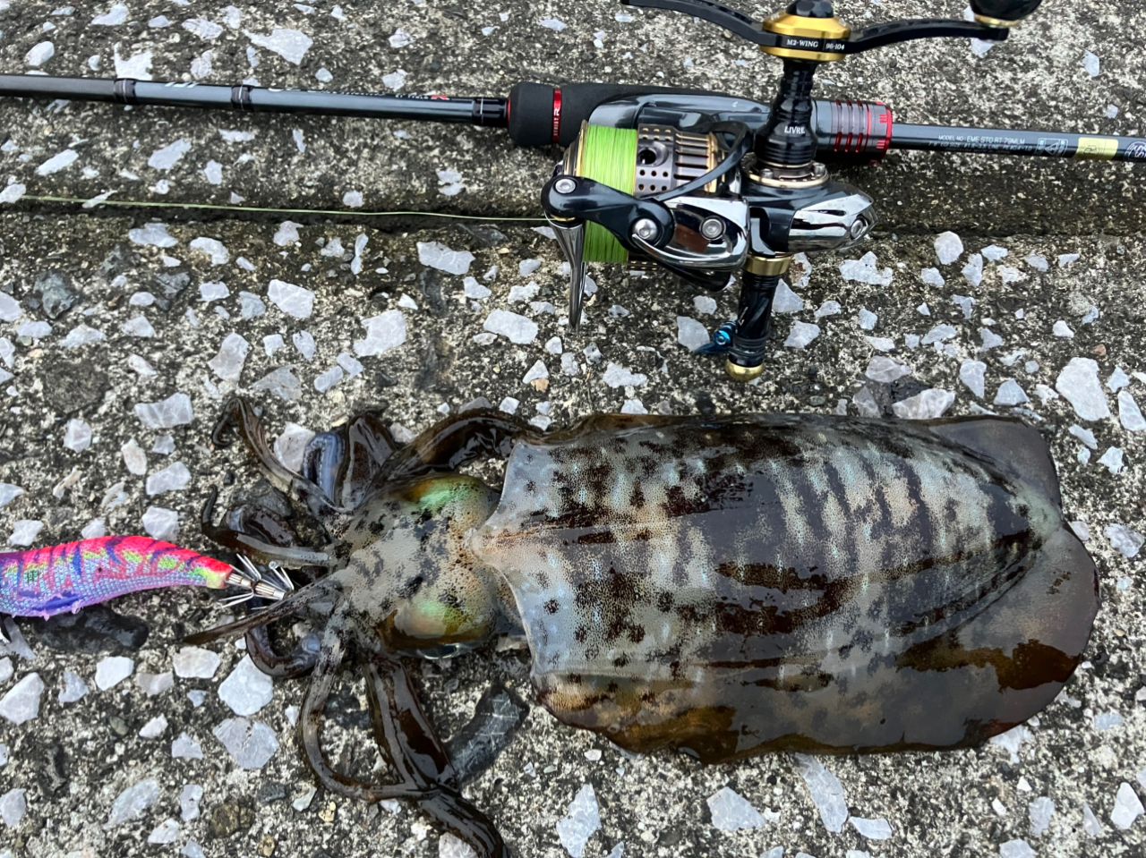 DAIWA - エメラルダス STOIST RT 79MLM 美品（釣行1回） ダイワ エメラルダス STOIST RT 79MLM (ロッド・釣竿) 価格比較