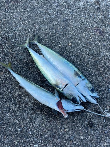 サバの釣果