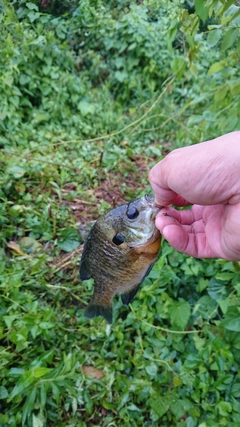 ブルーギルの釣果