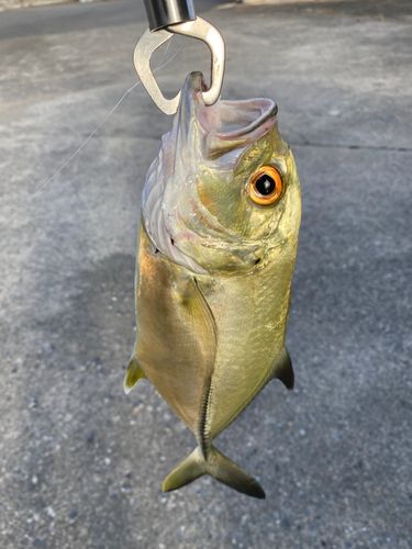 メッキの釣果