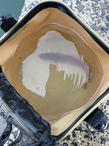 シロギスの釣果